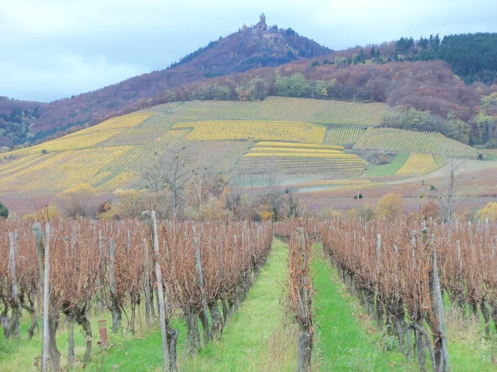 Apartment Route Du Vin Centre Alsace Orschwiller Δωμάτιο φωτογραφία