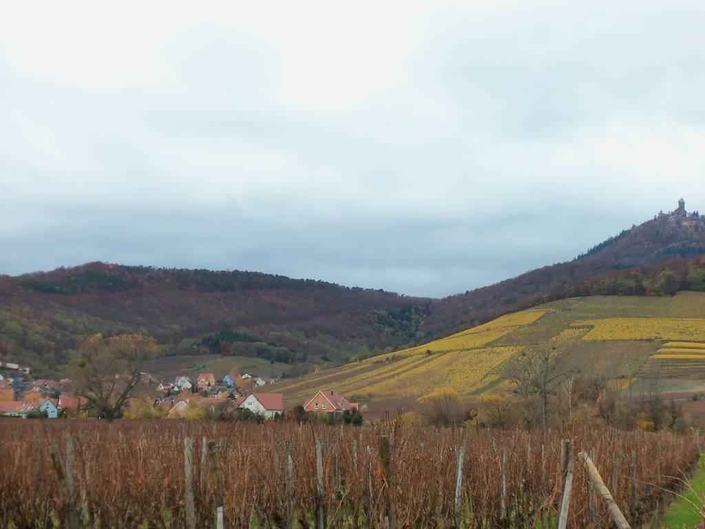 Apartment Route Du Vin Centre Alsace Orschwiller Δωμάτιο φωτογραφία
